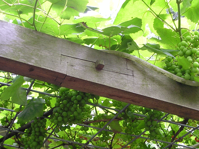 Kanawa tsugi in pergola